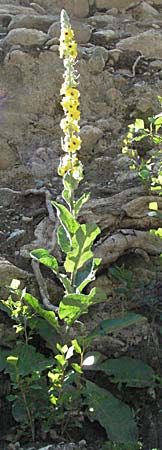 Verbascum nigrum \ Dunkle Knigskerze, Schwarze Knigskerze / Dark Mullein, F Pyrenäen/Pyrenees, Prades 14.5.2007