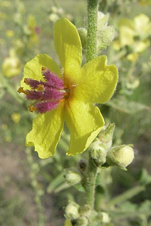 Verbascum sinuatum / Wavyleaf Mullein, F Toreilles 24.6.2008