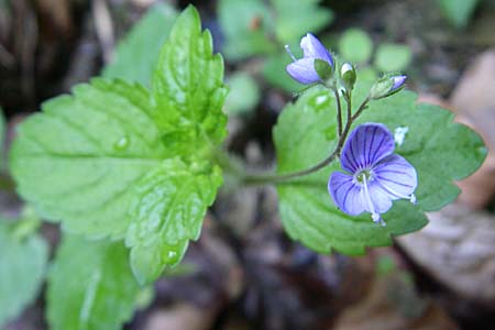 Veronica montana \ Berg-Ehrenpreis / Wood Speedwell, F Pyrenäen/Pyrenees, Aunat 27.6.2008