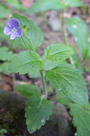 Veronica montana \ Berg-Ehrenpreis / Wood Speedwell, F Pyrenäen/Pyrenees, Aunat 27.6.2008