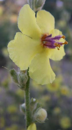 Verbascum chaixii \ Franzsische Knigskerze / Nettle-Leaved Mullein, F Frontignan 28.6.2008