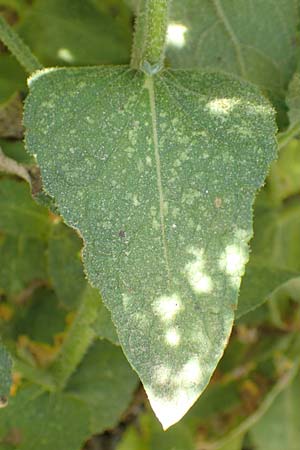 Verbascum chaixii \ Franzsische Knigskerze / Nettle-Leaved Mullein, F Pyrenäen/Pyrenees, Ansignan 23.7.2018