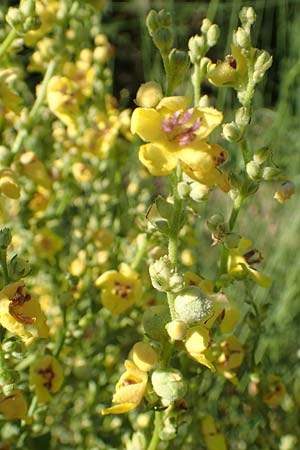 Verbascum chaixii \ Franzsische Knigskerze / Nettle-Leaved Mullein, F Pyrenäen/Pyrenees, Ansignan 23.7.2018