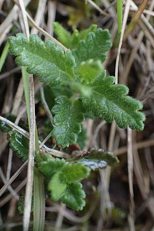 Veronica prostrata subsp. scheereri / Scheerer's Speedwell, F Brochon 28.4.2023