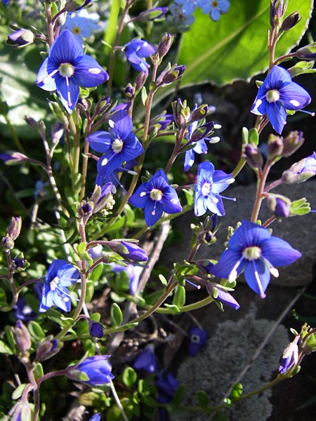 Veronica fruticans / Rock Speedwell, F Col de Granon 22.6.2008