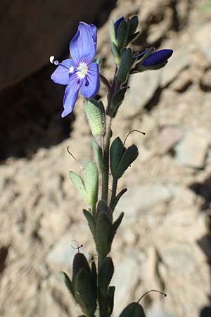 Veronica fruticans \ Felsen-Ehrenpreis / Rock Speedwell, F Pyrenäen/Pyrenees, Puigmal 1.8.2018