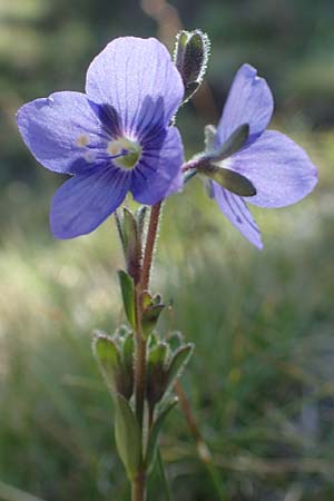 Veronica fruticans / Rock Speedwell, F Pyrenees, Puigmal 1.8.2018