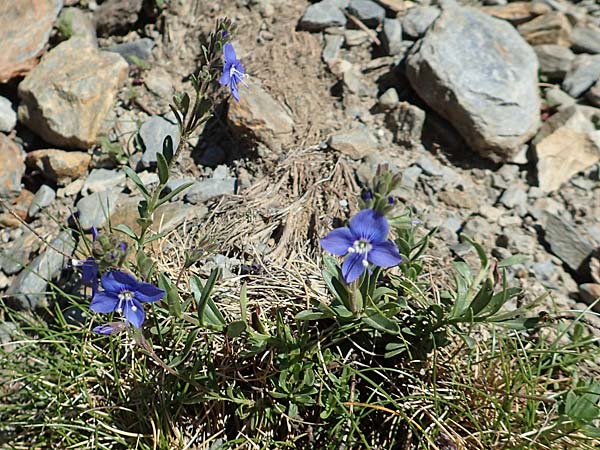 Veronica fruticans / Rock Speedwell, F Pyrenees, Puigmal 1.8.2018