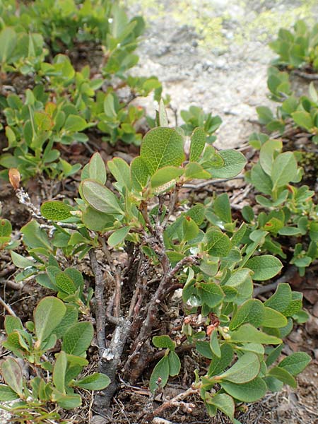 Vaccinium gaultherioides \ Kleinblttrige Moorbeere, F Col de la Bonette 8.7.2016