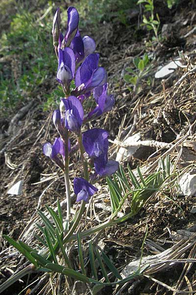 Vicia onobrychioides / False Sainfoin, F Serres 10.6.2006