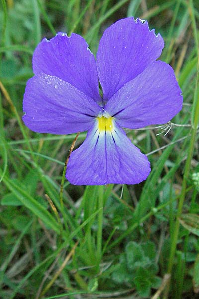 Viola calcarata \ Langsporniges Veilchen, Gesporntes Stiefmtterchen / Spurred Pansy, F Collet de Allevard 11.6.2006