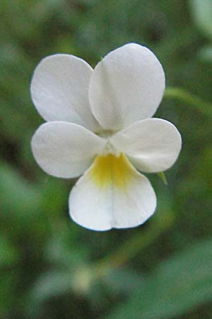 Viola saxatilis \ Gebirgs-Veilchen / Rock Pansy, F Pyrenäen/Pyrenees, Eyne 9.8.2006