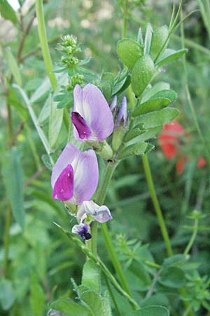 Vicia sativa var. sativa \ Saat-Wicke, Echte Futter-Wicke, F Maures, Bois de Rouquan 12.5.2007