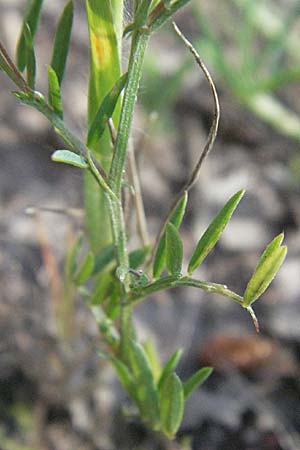 Vicia disperma / European Vetch, F Maures, Bois de Rouquan 12.5.2007