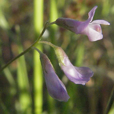 Vicia disperma / European Vetch, F Maures, Bois de Rouquan 12.5.2007