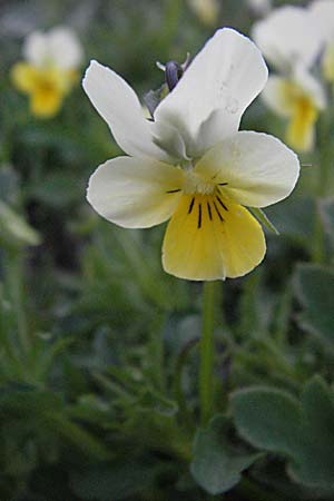 Viola saxatilis / Rock Pansy, F Pyrenees, Mont Louis 13.5.2007