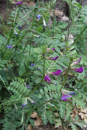 Vicia pyrenaica \ Pyrenen-Wicke / Pyrenean Vetch, F Pyrenäen/Pyrenees, Olette 14.5.2007