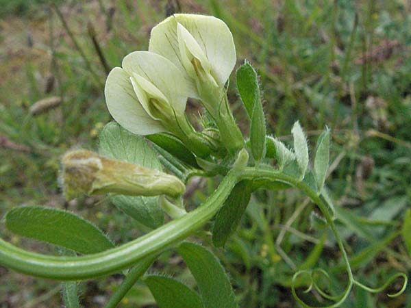 Vicia hybrida \ Hybrid-Wicke / Hairy Vellow-Vetch, F Causse du Larzac 15.5.2007