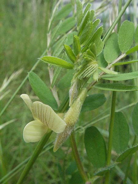 Vicia hybrida \ Hybrid-Wicke / Hairy Vellow-Vetch, F Causse du Larzac 15.5.2007