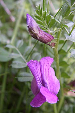 Vicia pyrenaica \ Pyrenen-Wicke / Pyrenean Vetch, F Pyrenäen/Pyrenees, Eyne 25.6.2008