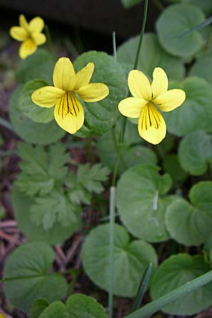 Viola biflora \ Gelbes Veilchen, F Pyrenäen, Eyne 25.6.2008