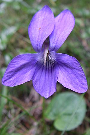 Viola reichenbachiana \ Wald-Veilchen / Early Dog Violet, F Pyrenäen/Pyrenees, Eyne 25.6.2008