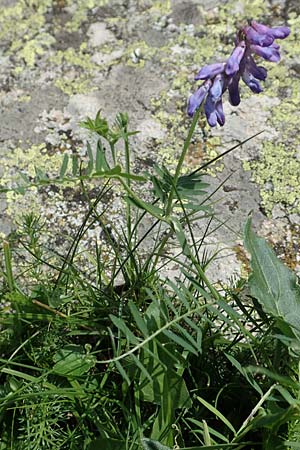 Vicia tenuifolia \ Feinblttrige Wicke, F Pyrenäen, Eyne 4.8.2018