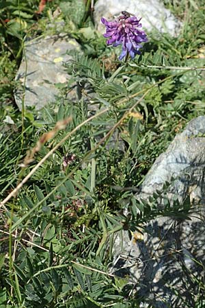Vicia tenuifolia \ Feinblttrige Wicke, F Pyrenäen, Eyne 4.8.2018