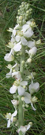 Verbascum lychnitis \ Mehlige Knigskerze, F Pyrenäen, Col de Pailhères 27.6.2008