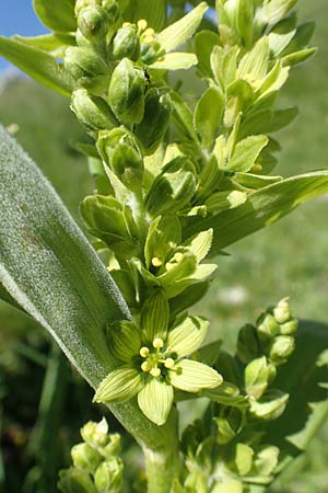 Veratrum album subsp. lobelianum \ Grner Germer / Green False Hellebore, F Col de la Cayolle 9.7.2016