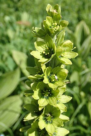 Veratrum album subsp. lobelianum \ Grner Germer / Green False Hellebore, F Col de la Cayolle 9.7.2016