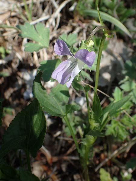 Viola montana / Mountain Violet, F Sisteron 4.5.2023