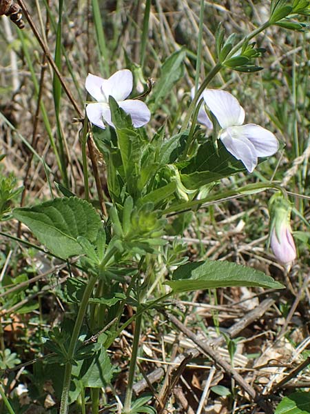 Viola montana \ Berg-Veilchen / Mountain Violet, F Sisteron 4.5.2023