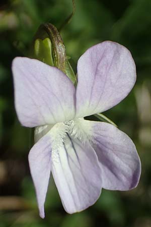 Viola montana \ Berg-Veilchen / Mountain Violet, F Sisteron 4.5.2023