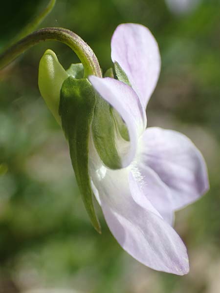 Viola montana / Mountain Violet, F Sisteron 4.5.2023