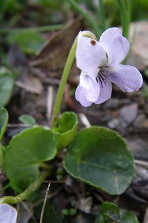 Viola palustris \ Sumpf-Veilchen / Marsh Violet, F Pyrenäen/Pyrenees, Eyne 25.6.2008