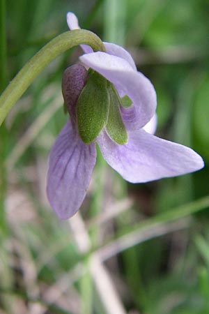 Viola palustris \ Sumpf-Veilchen / Marsh Violet, F Pyrenäen/Pyrenees, Eyne 25.6.2008