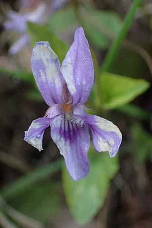 Viola reichenbachiana / Early Dog Violet, F Lons-le-Saunier 5.5.2023