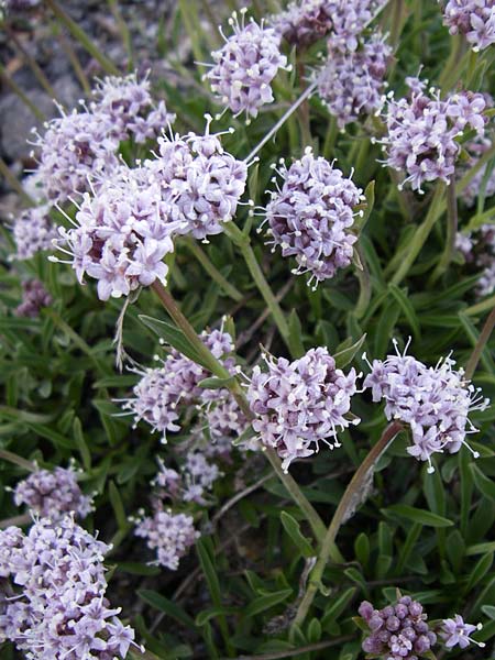 Valeriana saliunca \ Weidenblttriger Baldrian / Entire-Leaved Valerian, F Col de Granon 22.6.2008