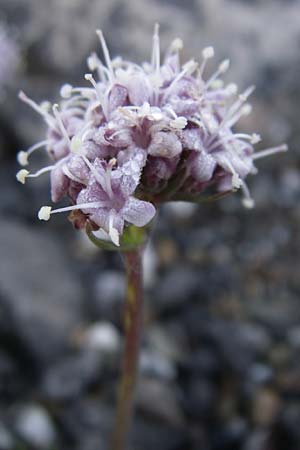 Valeriana saliunca \ Weidenblttriger Baldrian / Entire-Leaved Valerian, F Col de Granon 22.6.2008