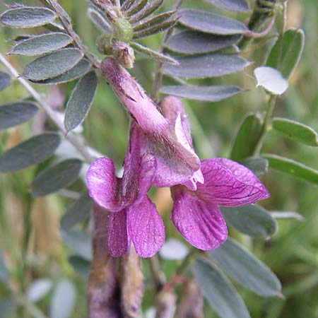 Vicia pannonica subsp. striata / Hungarian Vetch, F Pyrenees, Osseja 26.6.2008