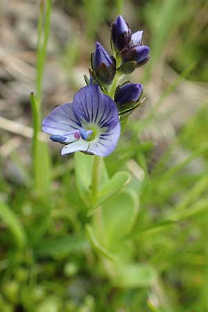 Veronica serpyllifolia \ Quendelblttriger Ehrenpreis, Thymian-Ehrenpreis / Thyme-Leaved Speedwell, F Col de la Bonette 8.7.2016