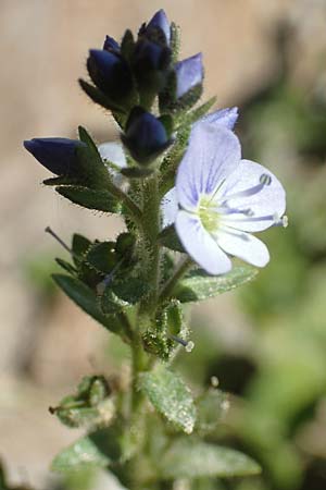 Veronica serpyllifolia \ Quendelblttriger Ehrenpreis, Thymian-Ehrenpreis / Thyme-Leaved Speedwell, F Collet de Allevard 9.7.2016