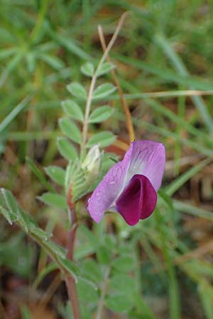 Vicia sativa var. sativa \ Saat-Wicke, Echte Futter-Wicke / Common Vetch, F Col d'Eze 1.5.2023