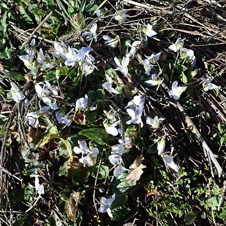 Viola suavis \ Blau-Veilchen, Duftendes Veilchen / Russian Violet, F Remollon 15.3.2024