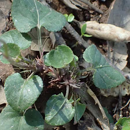 Viola suavis \ Blau-Veilchen, Duftendes Veilchen, F Maures, Les Mayons 15.3.2024