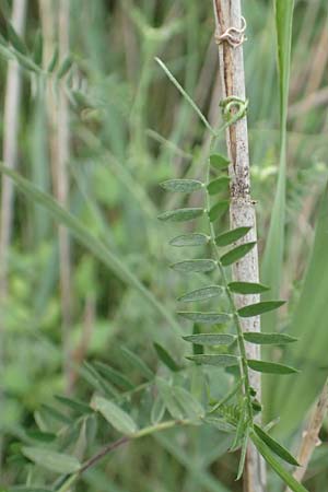 Vicia tenuifolia \ Feinblttrige Wicke / Fine-Leaved Vetch, F Savines-le-Lac 8.7.2016