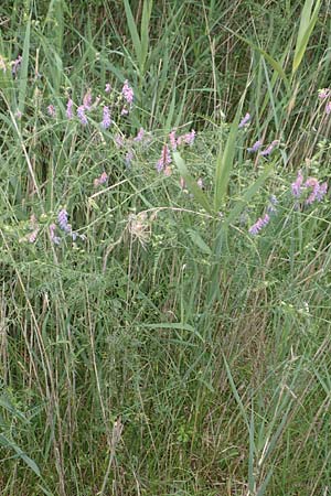 Vicia tenuifolia \ Feinblttrige Wicke, F Savines-le-Lac 8.7.2016