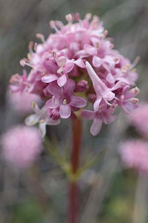 Valeriana tuberosa \ Knolliger Baldrian, F Champcella 29.4.2023