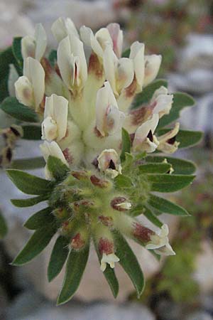 Anthyllis vulneraria subsp. vulnerarioides \ Falscher Wundklee / False Kidney Vetch, F Clue de Chabrieres 12.5.2007